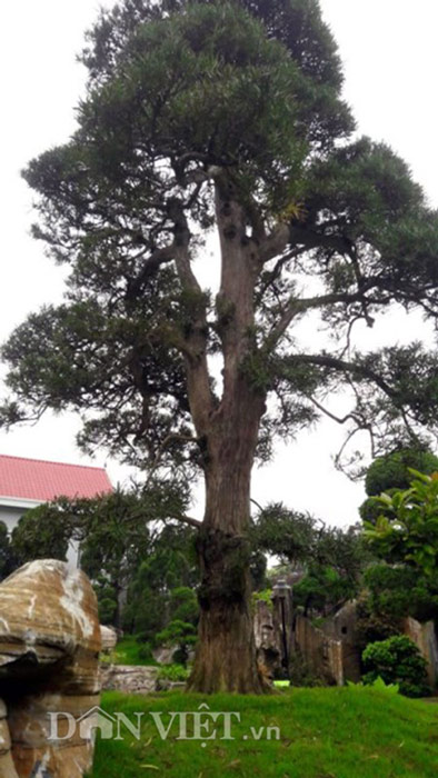 Hòn non bộ “độc nhất vô nhị” gần 100 tỷ đồng - 6