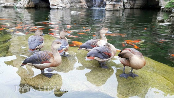 Hòn non bộ “độc nhất vô nhị” gần 100 tỷ đồng - 7