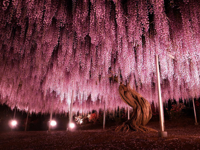 Bên cạnh hoa anh đào nổi tiếng thế giới, Nhật Bản cũng được biết đế với lễ hội hoa tử đằng diễn ra vào mùa xuân hàng năm.