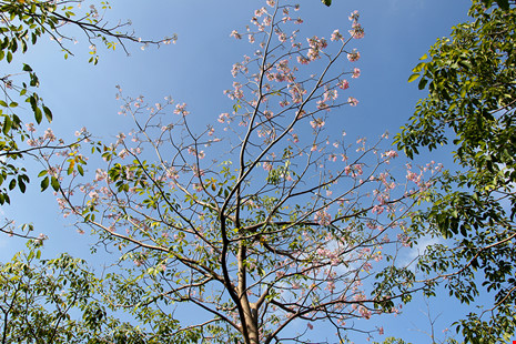 Ngất ngây với hoa kèn bên hầm Thủ Thiêm - 10