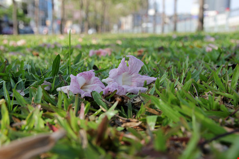 Ngất ngây với hoa kèn bên hầm Thủ Thiêm - 12