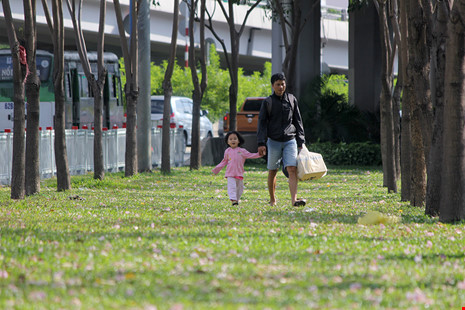 Ngất ngây với hoa kèn bên hầm Thủ Thiêm - 13