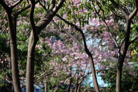 Ngất ngây với hoa kèn bên hầm Thủ Thiêm - 16