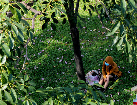 Ngất ngây với hoa kèn bên hầm Thủ Thiêm - 17