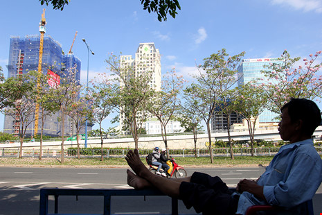 Ngất ngây với hoa kèn bên hầm Thủ Thiêm - 3