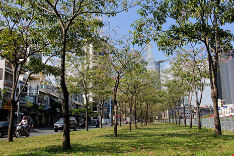 Ngất ngây với hoa kèn bên hầm Thủ Thiêm - 4