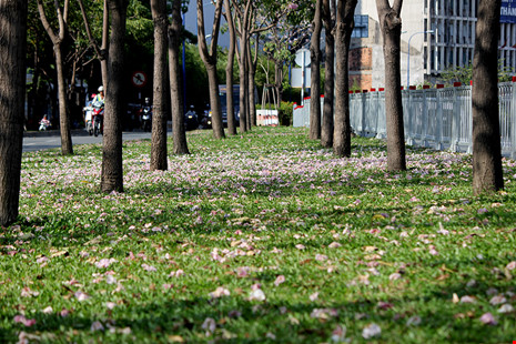 Ngất ngây với hoa kèn bên hầm Thủ Thiêm - 5