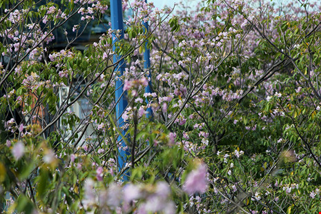 Ngất ngây với hoa kèn bên hầm Thủ Thiêm - 6