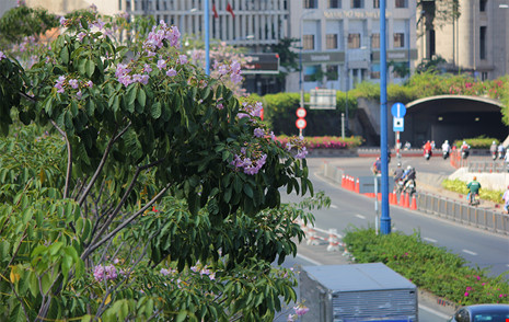 Ngất ngây với hoa kèn bên hầm Thủ Thiêm - 7