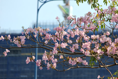 Ngất ngây với hoa kèn bên hầm Thủ Thiêm - 8