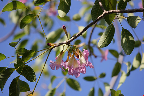 Ngất ngây với hoa kèn bên hầm Thủ Thiêm - 9