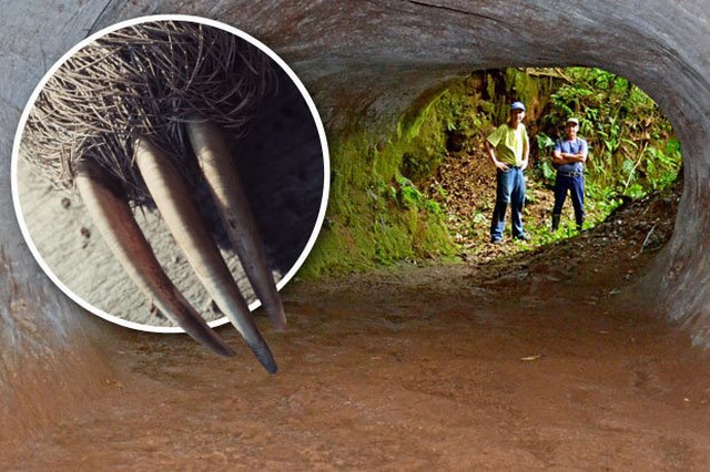 Tìm thấy hang khổng lồ &#34;do quái vật đào&#34; ở Brazil - 1