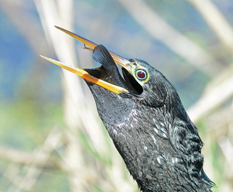 Chim cổ rắn tham lam nuốt cá to gấp 3 lần đầu - 5