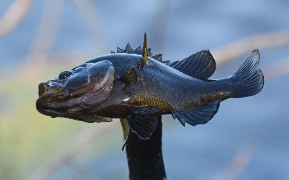 Chim cổ rắn tham lam nuốt cá to gấp 3 lần đầu - 1