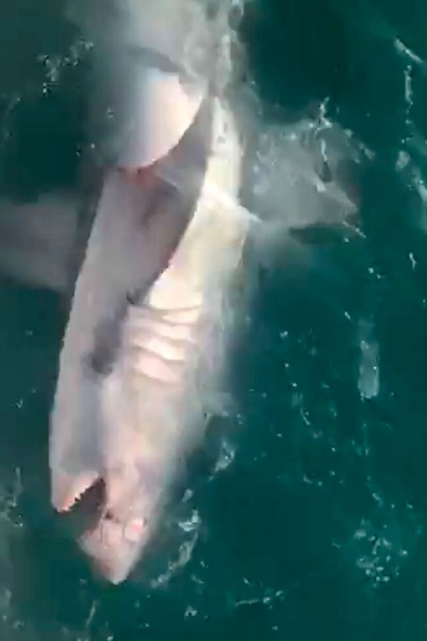 Anh: Người đàn ông bắt cá mập chỉ bằng cần câu - 2