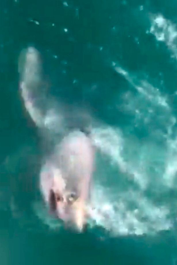 Anh: Người đàn ông bắt cá mập chỉ bằng cần câu - 3