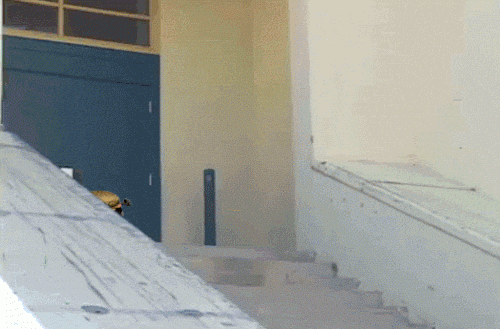 Ảnh động: Rơi vào cảnh "éo le" vì "thánh" photoshop - 9