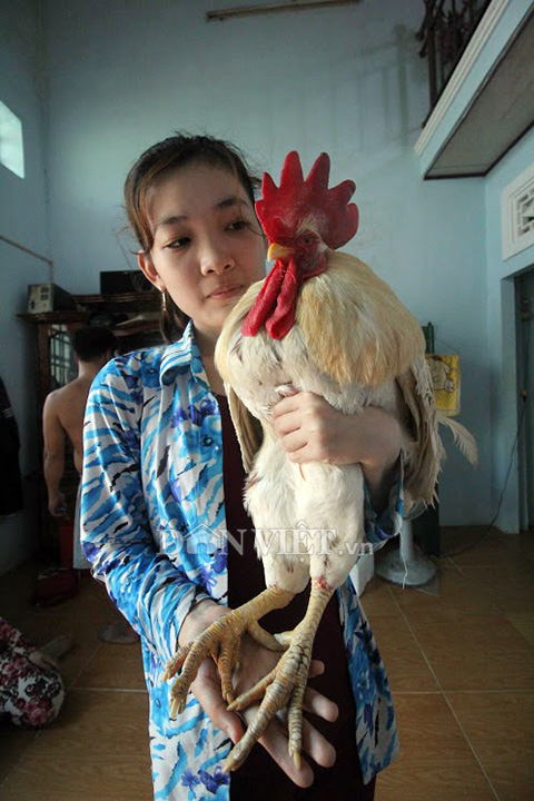 “Cụ gà” 5 tuổi thích xem tivi, hóng gió, giữ nhà thay chó - 2