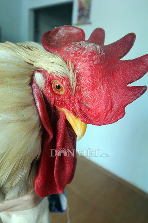 “Cụ gà” 5 tuổi thích xem tivi, hóng gió, giữ nhà thay chó - 3