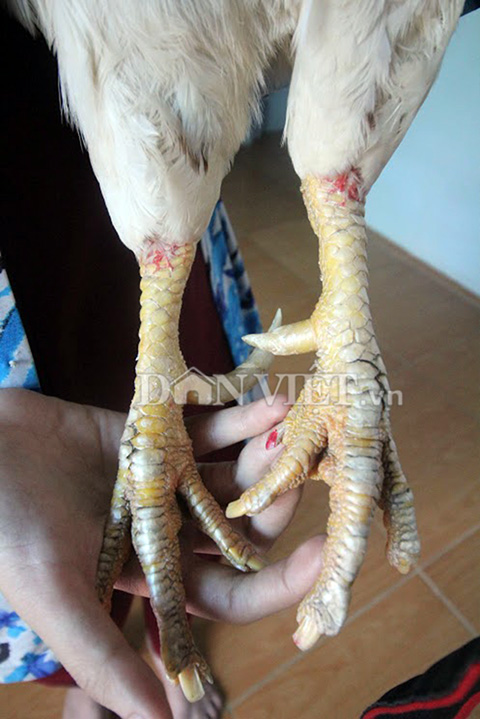 “Cụ gà” 5 tuổi thích xem tivi, hóng gió, giữ nhà thay chó - 4