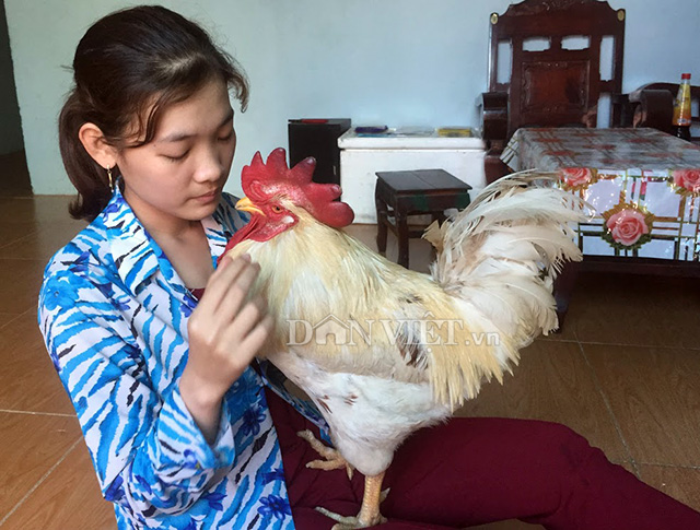 “Cụ gà” 5 tuổi thích xem tivi, hóng gió, giữ nhà thay chó - 5