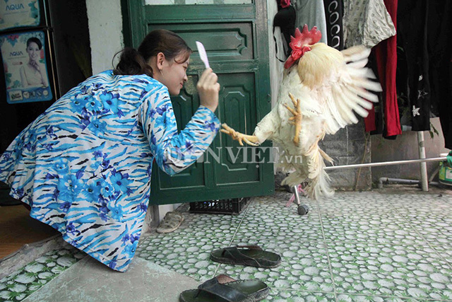 “Cụ gà” 5 tuổi thích xem tivi, hóng gió, giữ nhà thay chó - 6