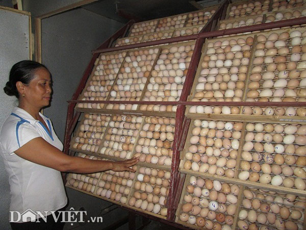 Thụ tinh nhân tạo cho gà, nữ trại chủ thu nhập 3 tỷ đồng/năm. - 2