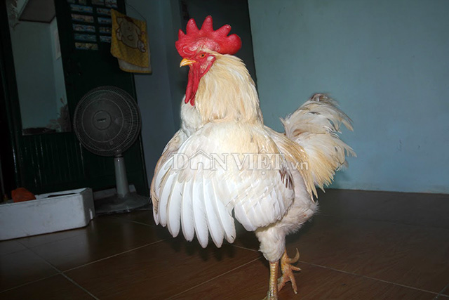 Yêu cầu "học sinh tiểu học khai số lần có thai" khiến dân mạng sốc nặng - 4