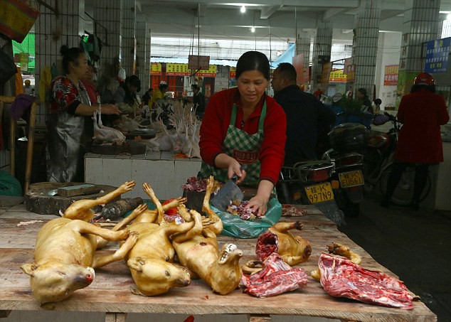 Nơi đầu tiên châu Á cấm ăn thịt chó - 1