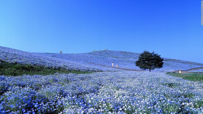 Trong thời gian từ cuối tháng 4 đến tháng 5, hơn 4 triệu bông hoa mắt xanh đua nở trong công viên ven biển Hitachi ở Ibaraki.