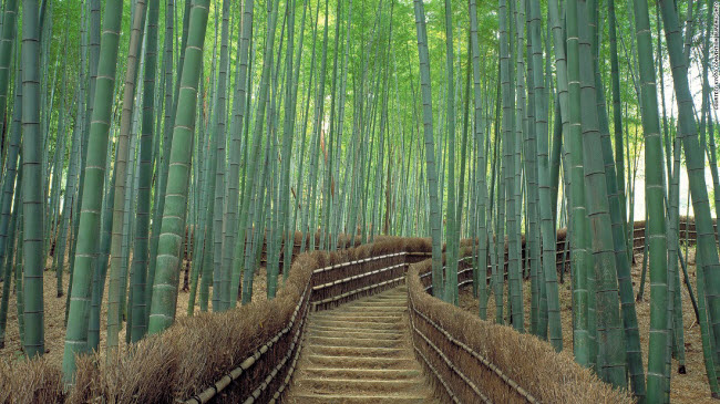 Rừng tre Sagano ở Kyoto được coi là một trong những khu rừng đẹp nhất thế giới.