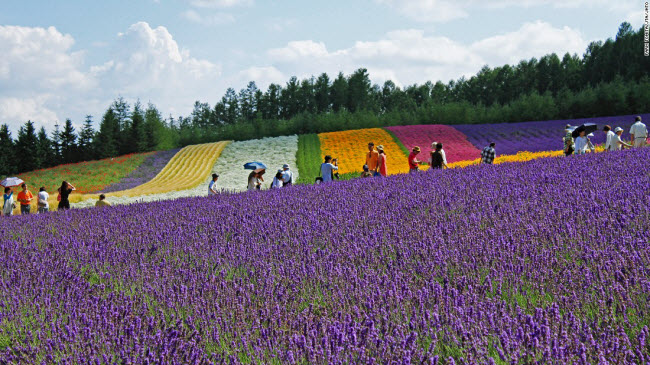 Trang trại hoa oải hương Tomita là một trong những địa điểm du lịch hấp dẫn nhất ở tỉnh Hokkaido.