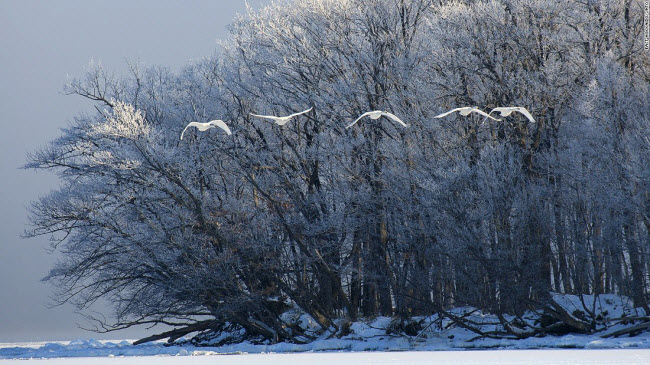 Khoảng 300 con thiên nga di cư tới hồ Kussharo ở Hokkaido vào mùa đông hằng năm.