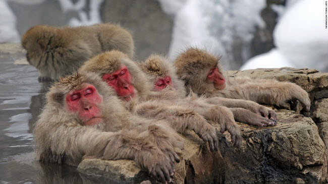 Công viên Jigokudani ở tỉnh Nagano là nơi sống của hơn 200 con khỉ tuyết Nhật Bản.