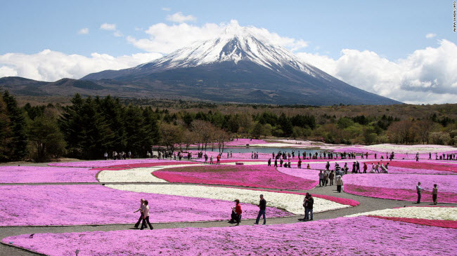 Lễ hội hoa Fuji Shibazakura sẽ diễn ra từ 18.4 đến 31.5 tại tỉnh Yamanashi.