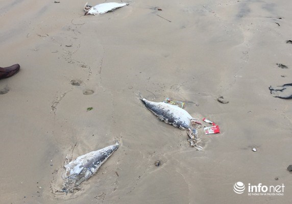 Xuất hiện cá chết trôi dạt vào bờ biển Vũng Áng - 1