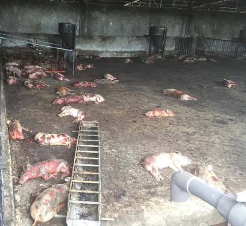 Cháy trang trại ở Gia Lai, hơn 1.000 con lợn chết ngạt - 2