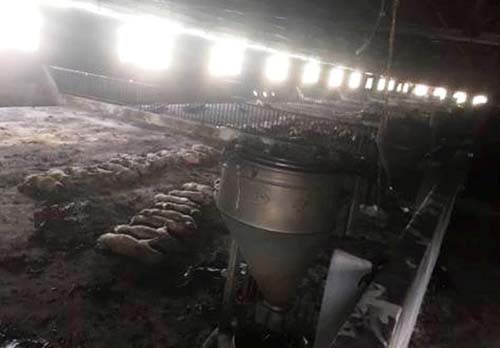 Cháy trang trại ở Gia Lai, hơn 1.000 con lợn chết ngạt - 1
