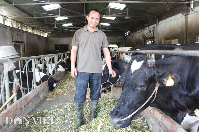 Trai Kinh Bắc nuôi 20 bò sữa vừa làm vừa chơi lãi 2 triệu đồng/ngày - 1