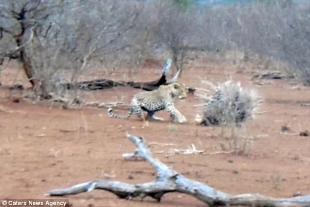 "Giỡn mặt" nhím khổng lồ, báo phải chịu đau đớn bẽ bàng - 2