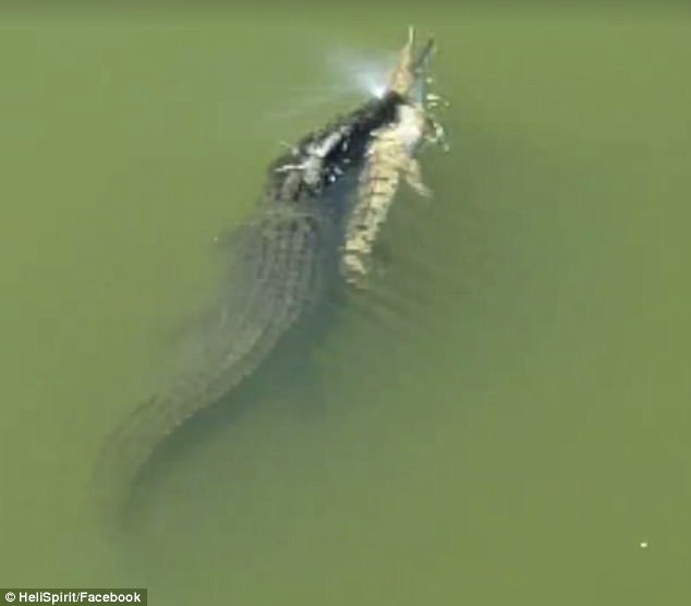 Úc: Cá sấu xúi quẩy, gặp phải đồng loại tàn ác giữa sông - 1
