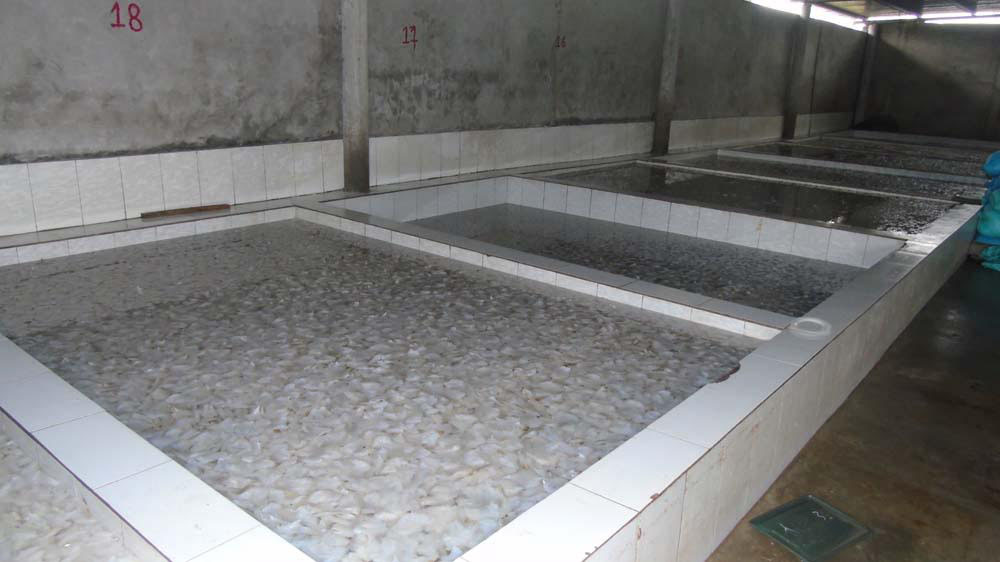 Sứa dày đặc trên biển, ngư dân Nghệ An đi vớt kiếm tiền triệu/ngày - 9