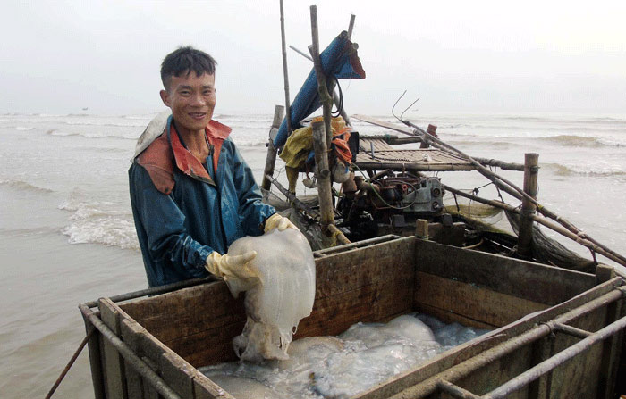 Sứa dày đặc trên biển, ngư dân Nghệ An đi vớt kiếm tiền triệu/ngày - 1