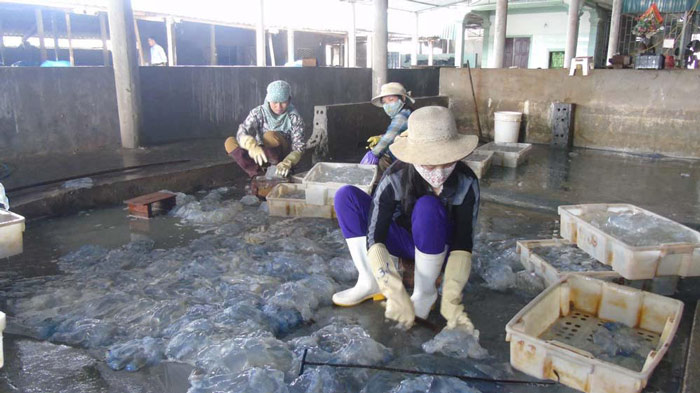Sứa dày đặc trên biển, ngư dân Nghệ An đi vớt kiếm tiền triệu/ngày - 2
