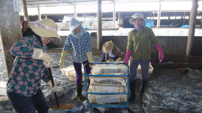 Sứa dày đặc trên biển, ngư dân Nghệ An đi vớt kiếm tiền triệu/ngày - 5