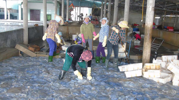 Sứa dày đặc trên biển, ngư dân Nghệ An đi vớt kiếm tiền triệu/ngày - 8