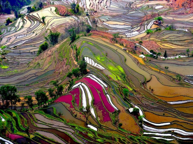 Thưởng ngoạn những cánh đồng ruộng bậc thang nhiều màu sắc ở thị trấn Nguyên Dương, Trung Quốc.