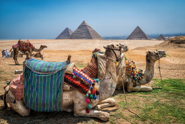 Cưỡi lạc đà cạnh kim tự tháp Giza ở Ai Cập.