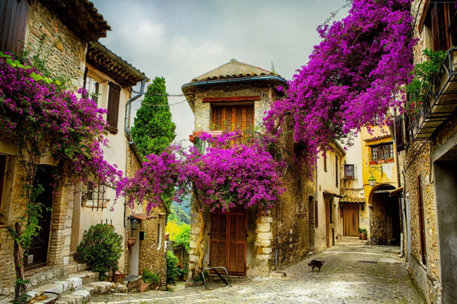 Thăm những ngôi làng cổ và ngắm hoa oải hương tại vùng Provence, Pháp.