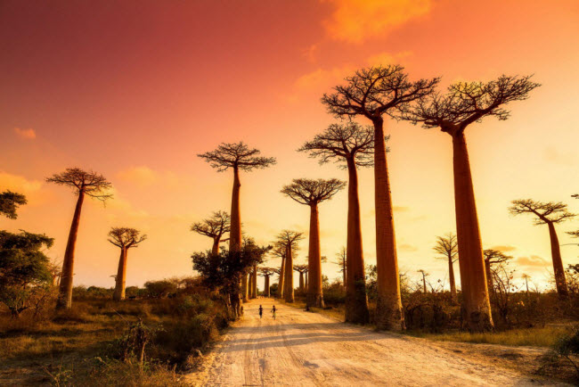 Đi giữa những cây baobap ở Madagascar.
